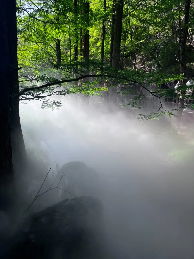 林间的浓雾漫过山石，阳光从树冠间漏下来，远处栈道上隐约有游人的身影