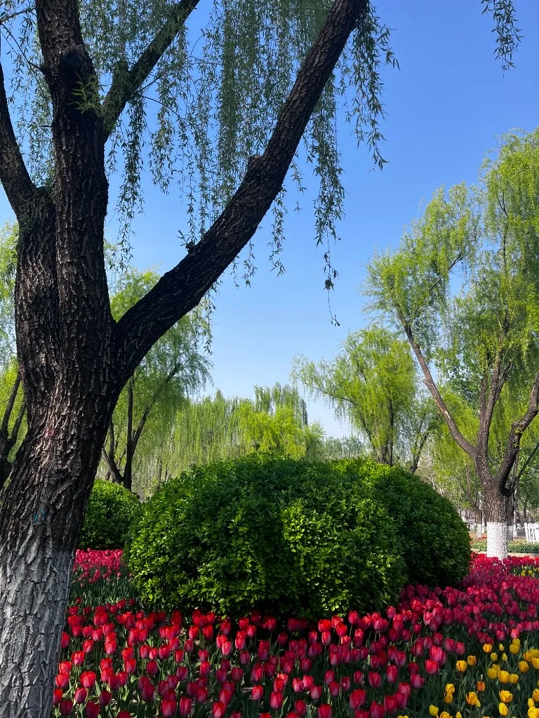 蓝天下的公园，一棵粗壮的柳树斜伸进画面，树下是修剪成球形的绿灌木和一大片红色郁金香
