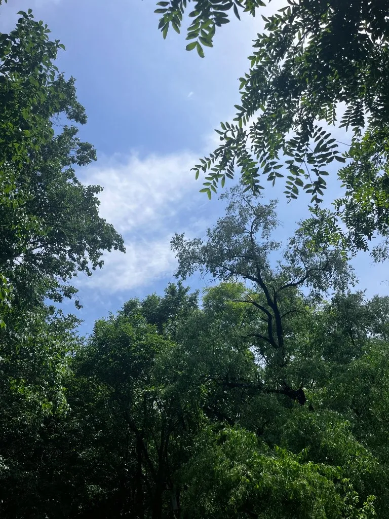 仰头拍的树冠，几棵树的枝叶从画面四周伸进来，中间留出一片蓝天和薄云