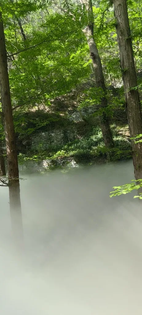 雾从溪谷里涌上来几乎淹没整片林子，只露出笔直的树干和岸边的石壁